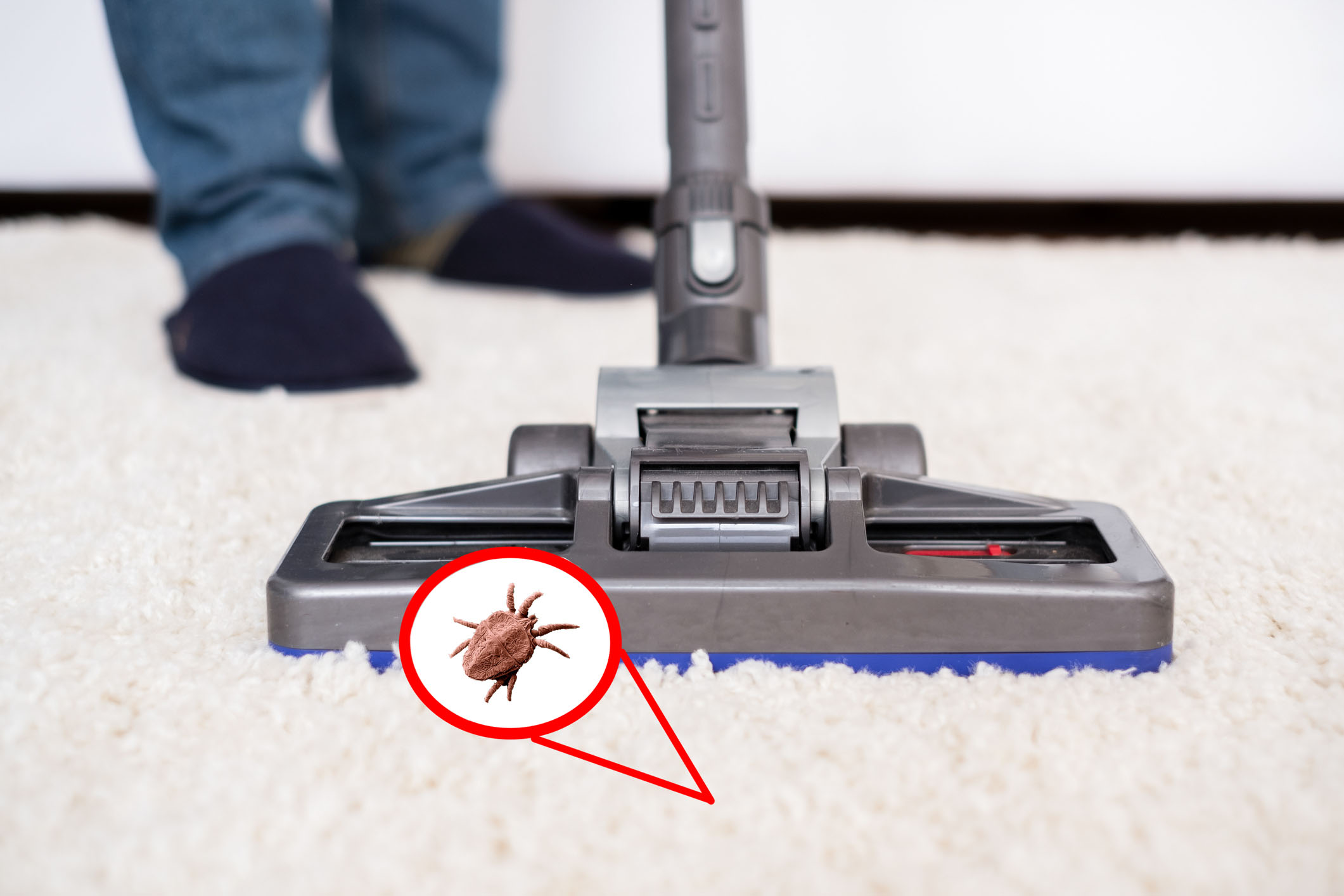 Can Vacuuming kill Fleas?