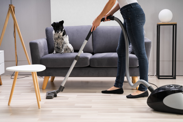 Introducing your Dog to Vacuum Cleaners